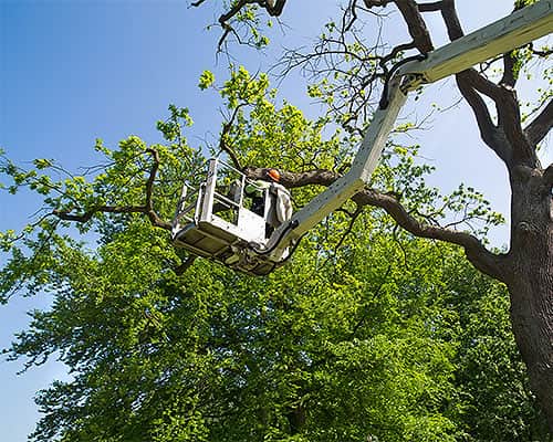 Mann im Korb eines Kranes pflegt einen Baum