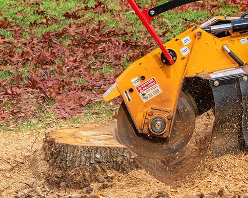 Mittels Kreissäge wird ein Baumstumpf zerkleinert